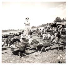 Farm-BertaTurkeys_c1949