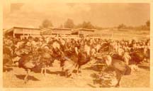 Farm-Turkeys_c1950